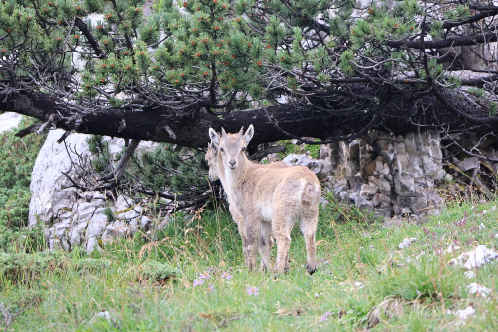 Randonnées thématiques - Faune de montagne, Bouquetins