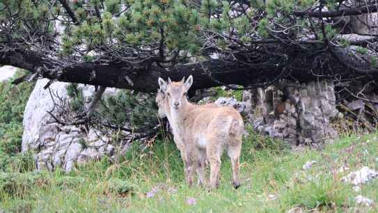 Randonnées thématiques - Faune de montagne, Bouquetins